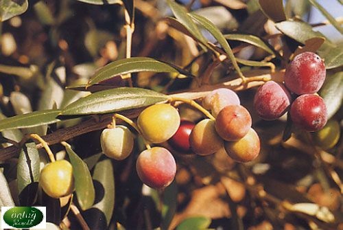 Arbequina Olive Trees
