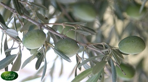 Çekiste Olive Trees (Sapling)