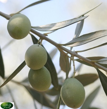 Gemlik Olive Trees