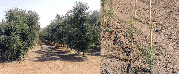 Bodur Zeytin Fidanı