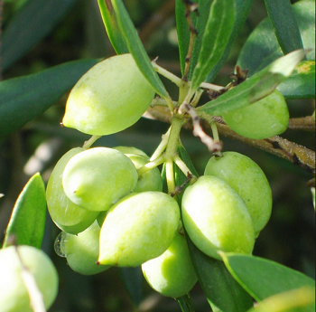 Koroneiki Zeytin Fidani