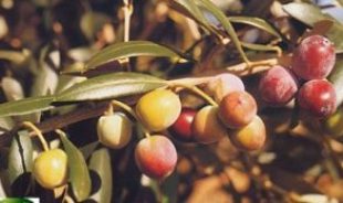 arbequina zeytin fianı