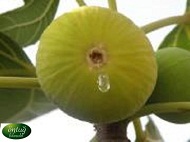 Fig Trees (Fig Sapling)